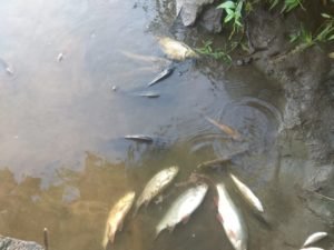 На фото - погибшая рыба на реке Исети