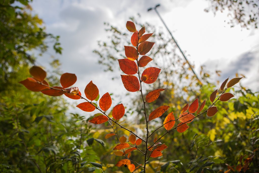 осень, покрасневший лист на фоне хмурого неба