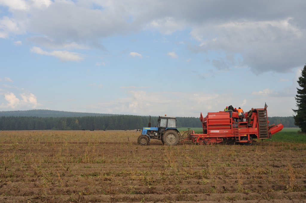 Уборка урожая картофеля в Свердловской области