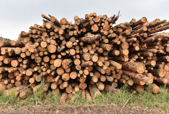 Тавдинское предприятие лишилось более 1 600 кубических метров древесины за неуплату долгов. Фото: Алексей Кунилов