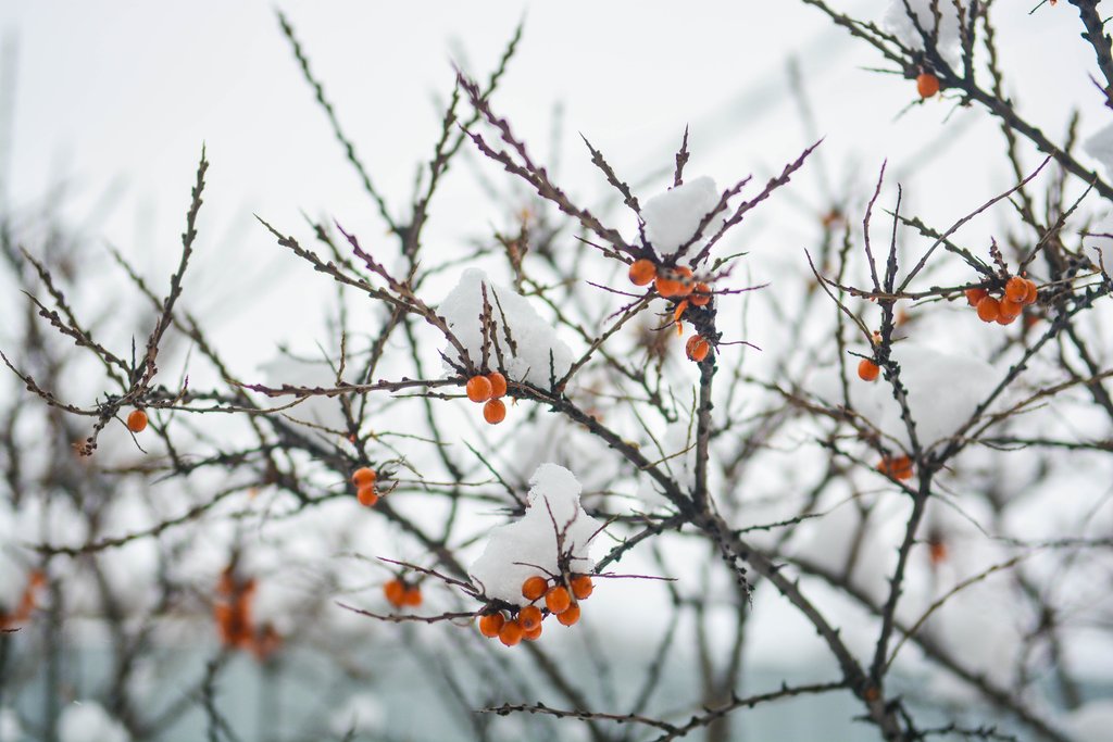 Дерево с ягодами зимой