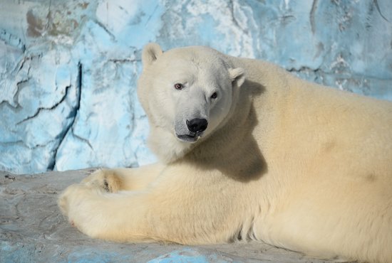Посмотреть на обитателей зоопарка в новогодние каникулы можно будет с 1 по 8 января, а вот 31 декабря учреждение будет закрыто. Фото: Павел Ворожцов