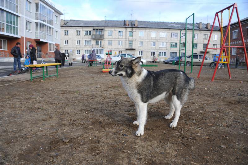 В Свердловской области сформирована бригада волонтёров-ветеринаров.