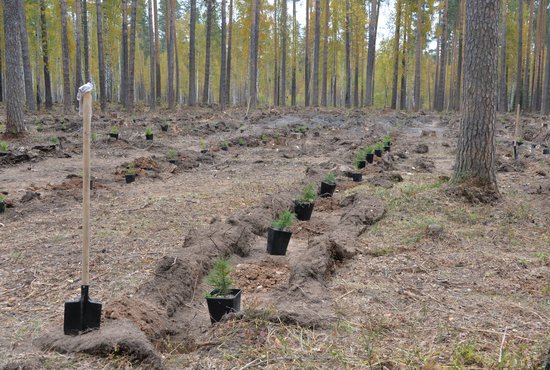 В Свердловской области стартовали плановые работы по восстановлению лесов. Фото: Павел Ворожцов
