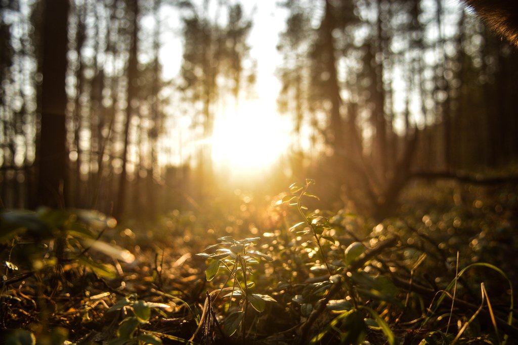Солнце светит в лесу весной