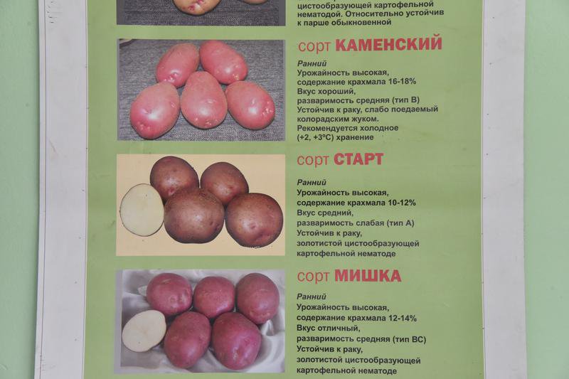 Уральские учёные вывели два уникальных сорта картофеля.