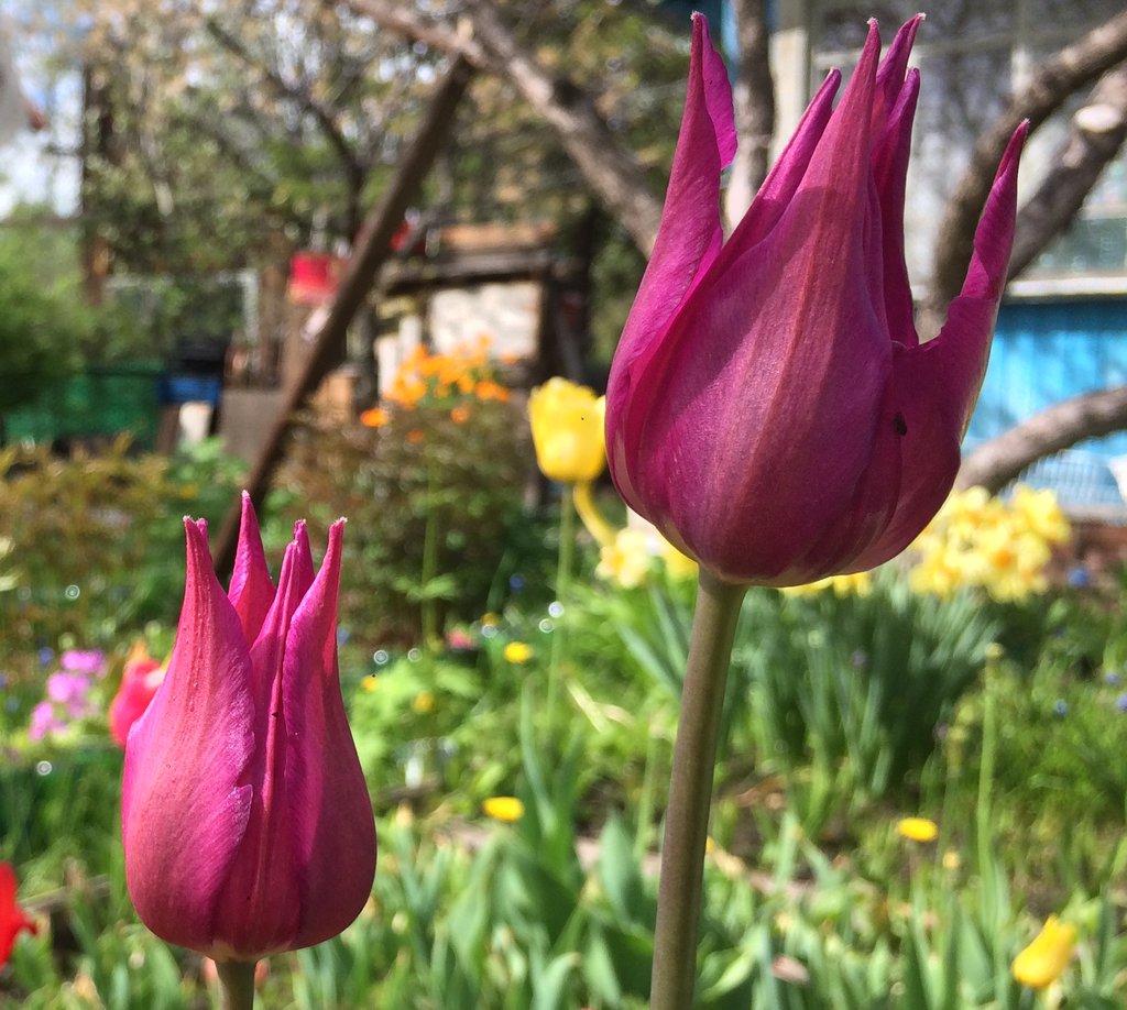 Для долгого и пышного цветения тюльпаны надо удобрять азотом, фосфором и калием. Фото: Станислав Мищенко