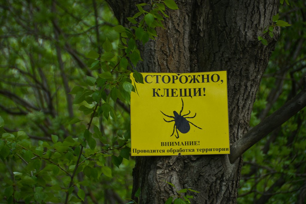 Предупреждение о клещах в лесу