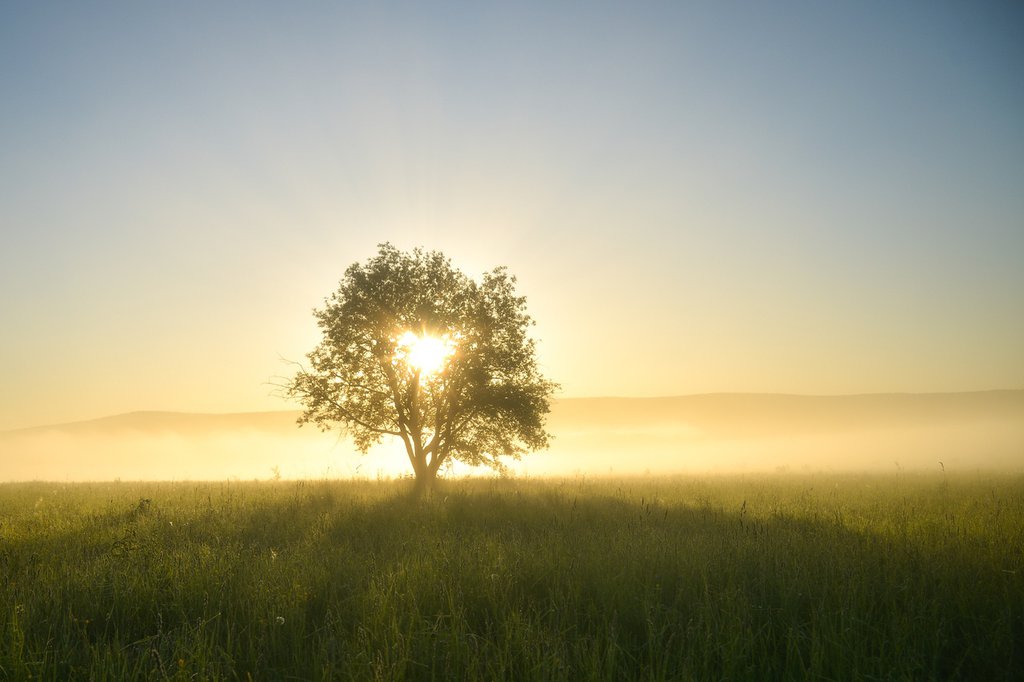 Восход Солнца, дерево в поле