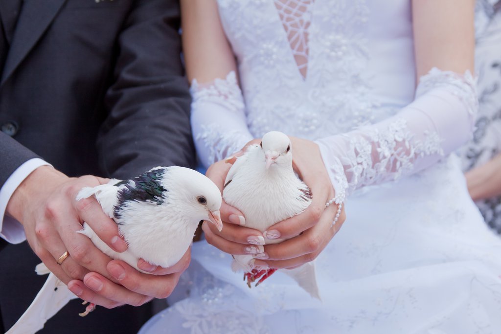 жених и невеста, голуби