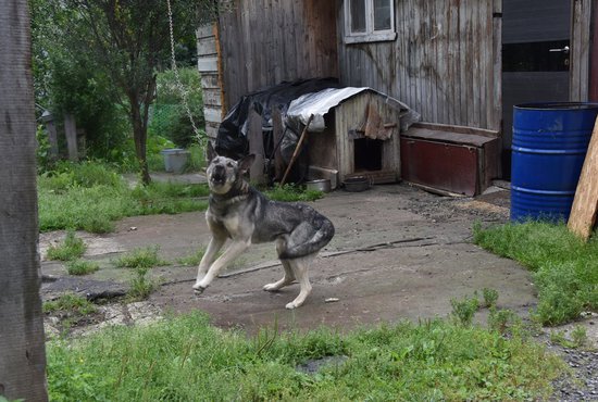 Уралец заплатит 50 тысяч за нападение собаки на ребёнка. Фото: Алексей Кунилов