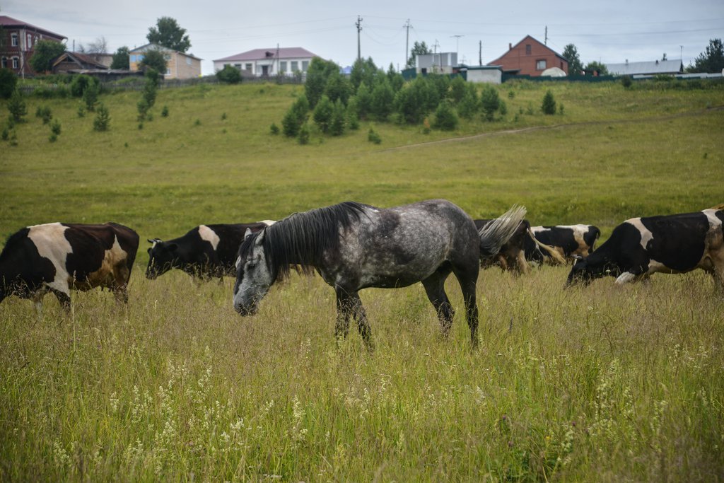 Коровы и лошади пасутся в деревне