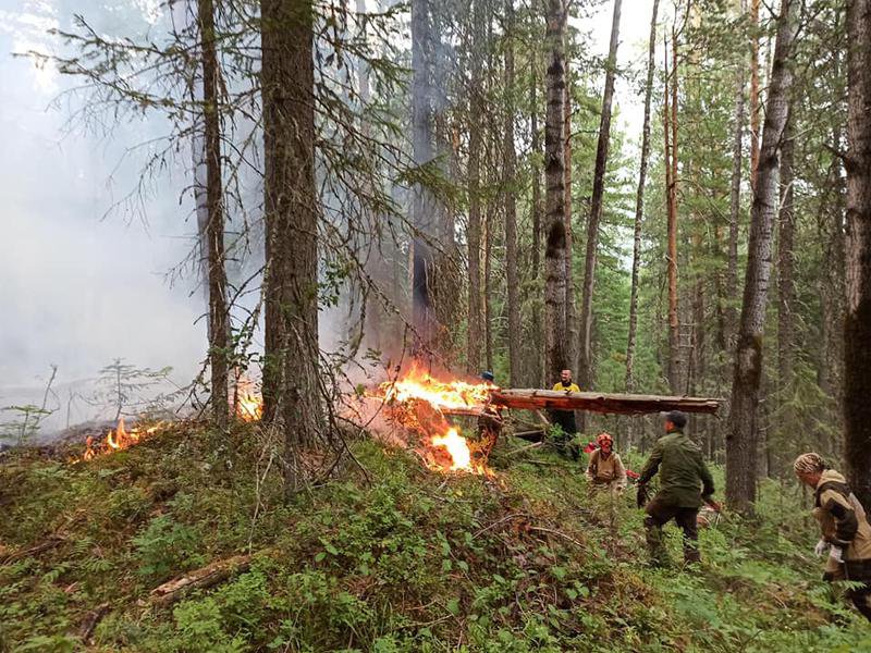 С начала года в лесах региона потушен 451 лесной пожар.