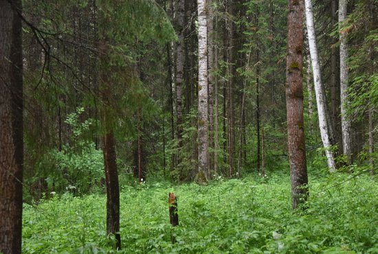 В Первоуральске четвёртые сутки ищут заблудившегося грибника. Фото: Алексей Кунилов.