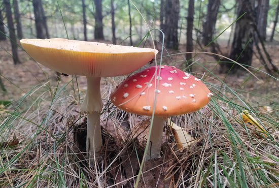К наиболее опасным грибам, содержащим ядовитые вещества, относятся различные мухоморы и некоторые мелкие виды зонтиков.  Фото: Валентин Тетерин