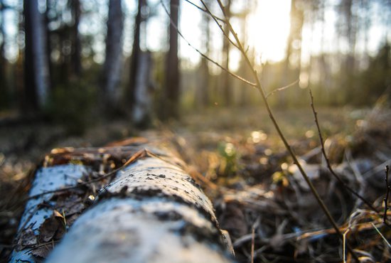 Очередные заморозки до -3ºС могут застать заблудившихся в свердловских лесах грибников. Фото: Галина Соловьёва.