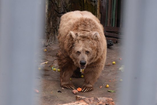 В 2019 году в Свердловской области насчитывалось 4 225 медведей. Фото: Павел Ворожцов.