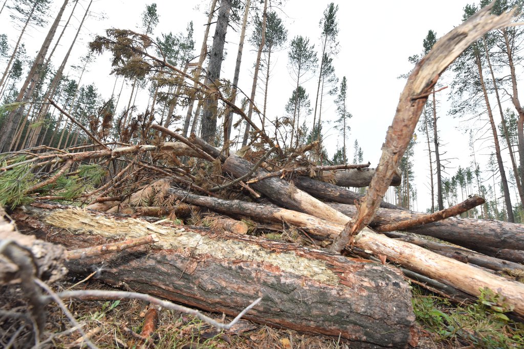 В ходе осмотра территории лесного участка выявлен факт незаконной рубки деревьев - пяти сосен.