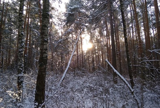 С понедельника по среду в Свердловской области будет морозно, а вот осадков не предвидится. Фото: Нина Георгиева