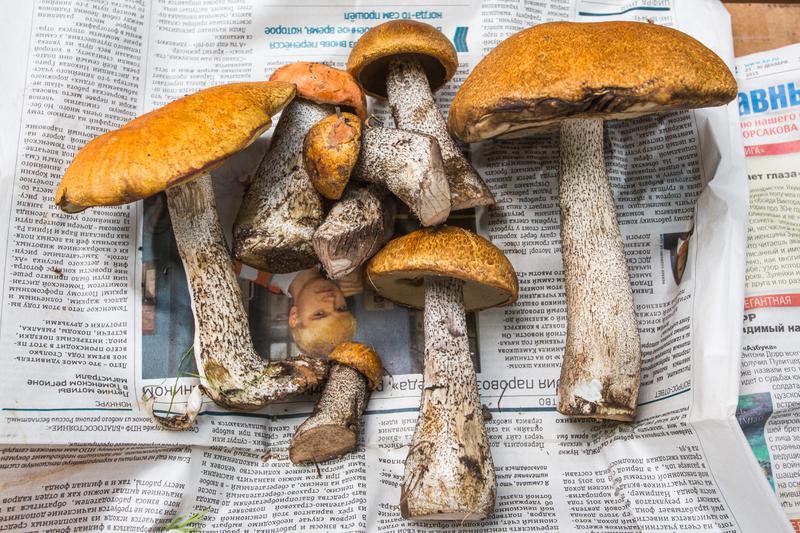 По итогам 2019 года объём производства культивируемых грибов в России достиг рекордных 48 тыс. тонн.
