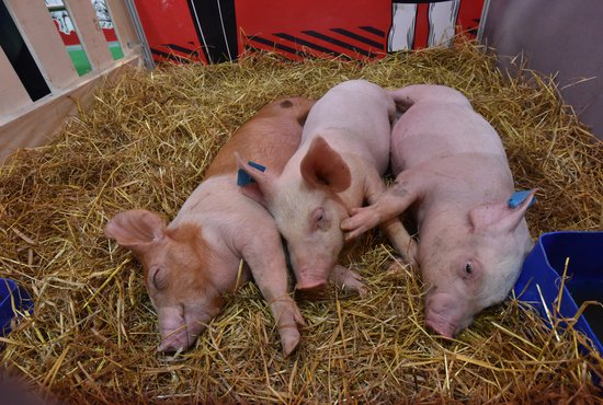 В пятикилометровой зоне от заражённого объекта все свиньи должны быть учтены. Фото: Алексей Кунилов.