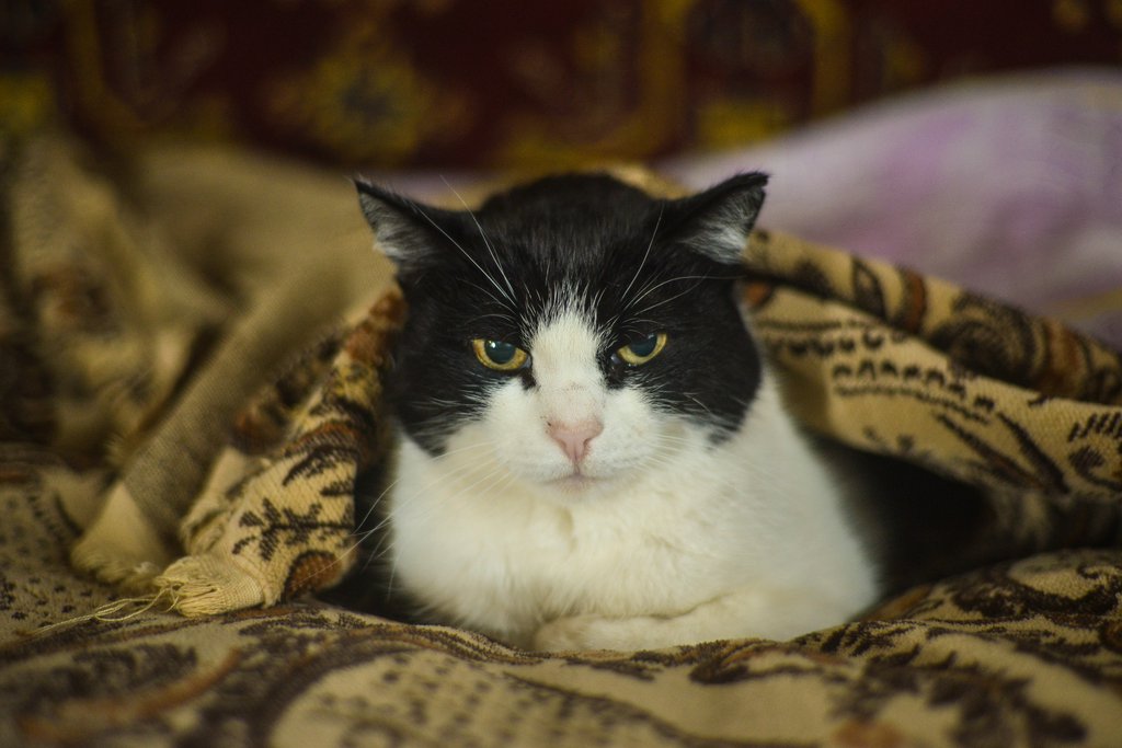 Кошка, завёрнутая в одеяло