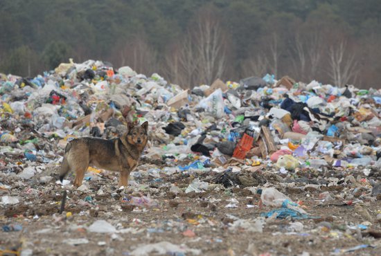 В Красноуфимске проект полигона ТКО прошёл экологическую экспертизу. Фото: Павел Ворожцов.