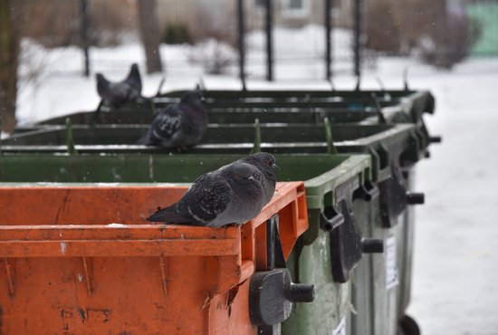 За праздники из свердловских городов вывезли 34 тысячи тонн мусора. Фото: Алексей Кунилов.