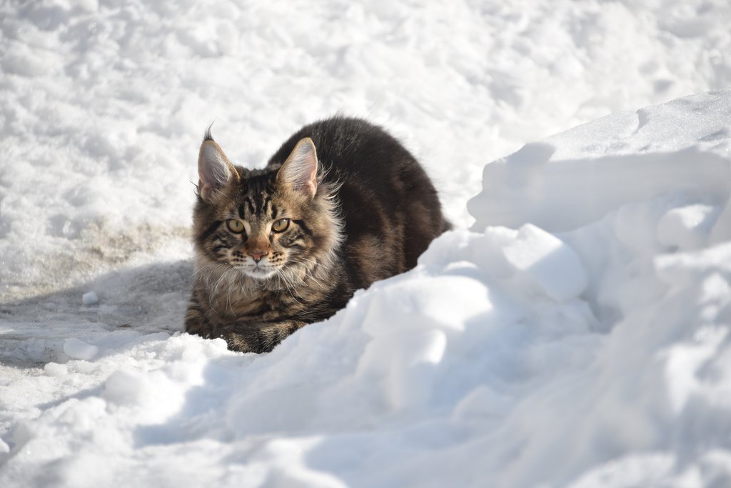 Кот сидит на снегу