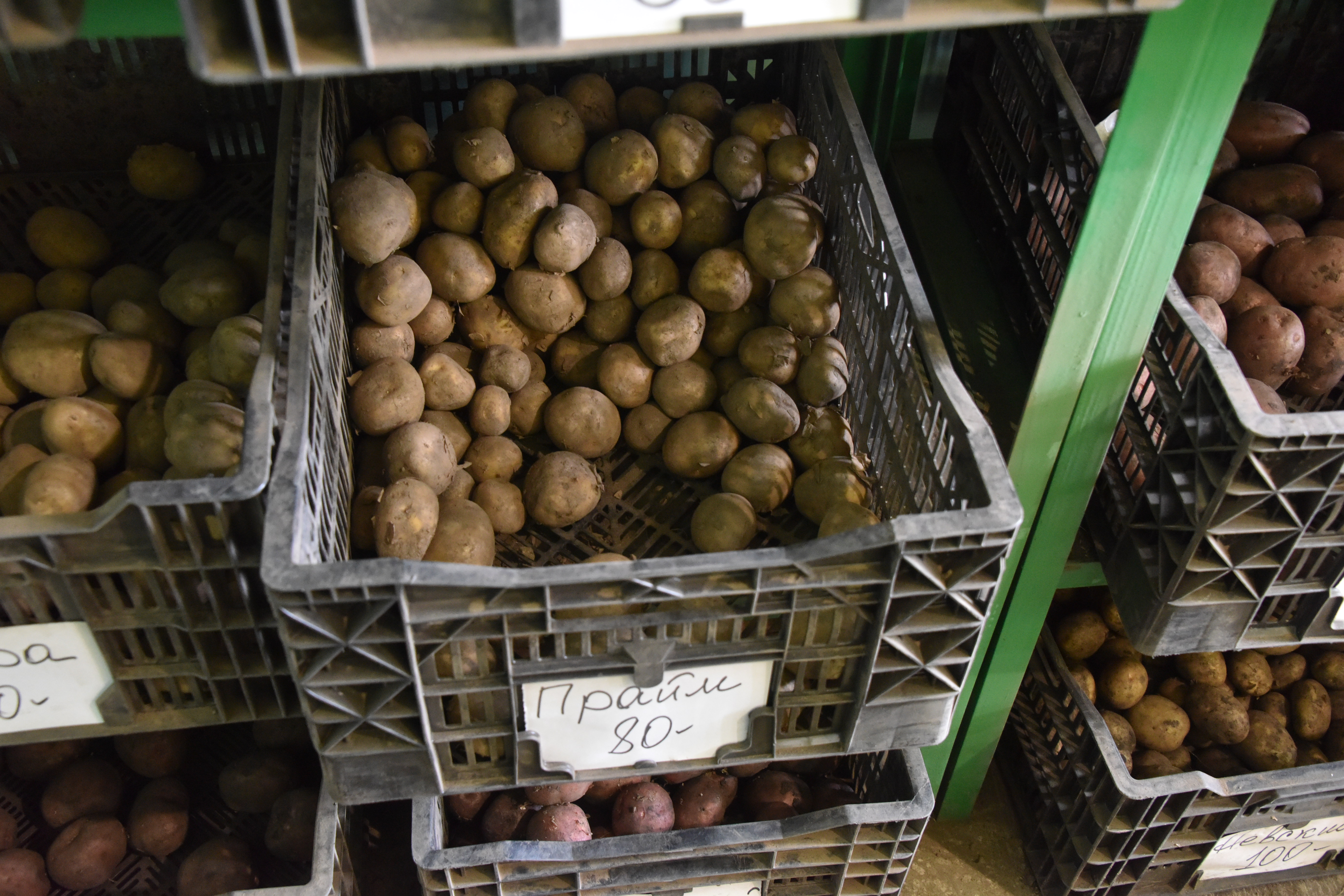 Как правильно прорастить картофель на рассаду?: Общество: Облгазета