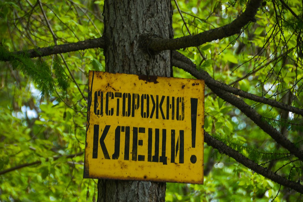 Предупреждение о клещах в лесу