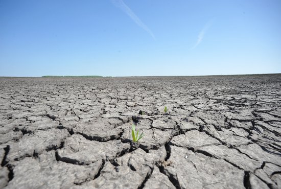 Ущерб от засухи уже превышает 4 миллиарда рублей. Фото: Алексей Кунилов.
