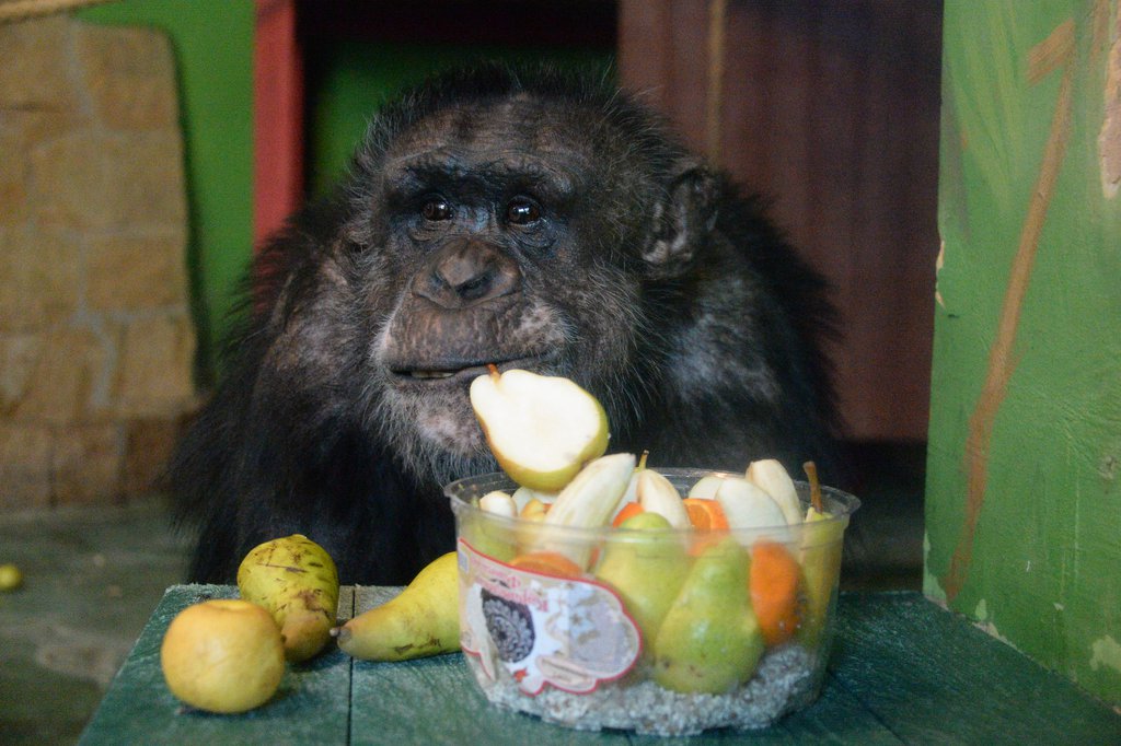 обезьяна ест фрукты