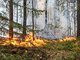 В Свердловской области действует 42 природных пожара общей площадью 7 632,3 гектара. Фото: Галина Соловьёва.