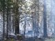 За сутки на Среднем Урале ликвидировали 18 природных пожаров. Галина Соловьёва