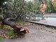 Предыдущий ураган повалил В Екатеринбурге 19 деревьев. Фото: Павел Ворожцов