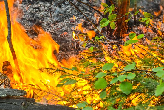 Леса активно горят на общей площади почти 580 гектаров. Фото: Галина Соловьёва