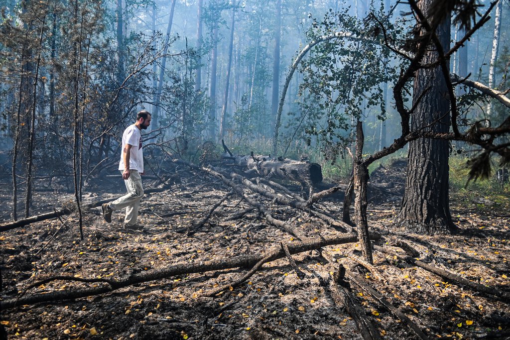 Мужчина идёт по выжженному лесу