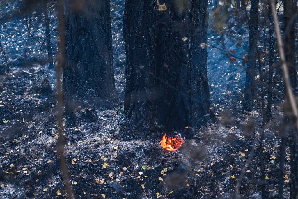 Огонь в корнях дерева