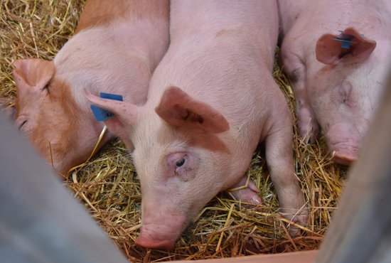 Всех свиней изымут с территории в радиусе 20 км от эпизоотического очага в пределах границ Камышловского и Пышминского районов. Фото: Алексей Кунилов