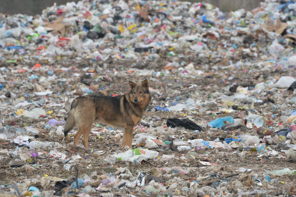 Собака на мусорном полигоне