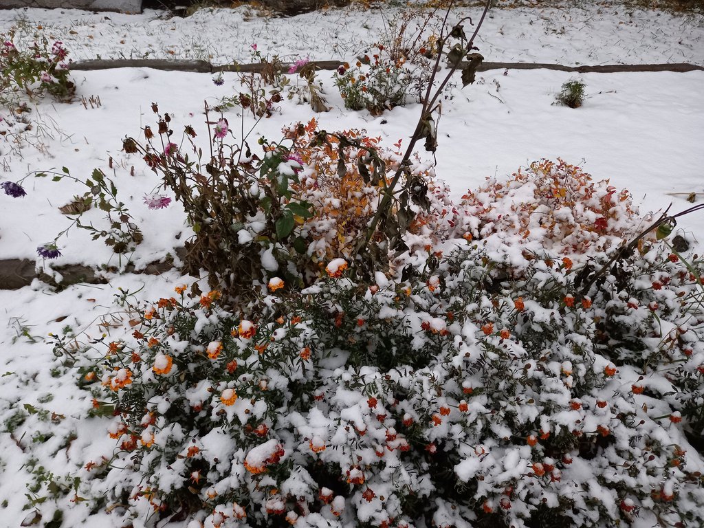 Дерево под снегом
