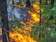 В регионе локализовали все лесные пожары. Фото: Галина Соловьёва