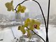 Орхидея цветёт зимой, поэтому нуждается в подкормке Фото: Наталья Дюрягина