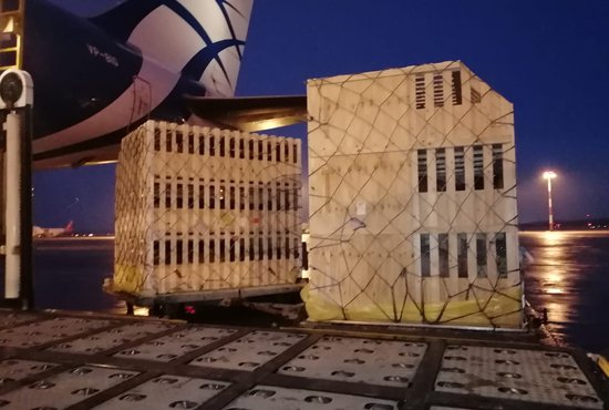 Перевозились свиньи из Дании в многоместных трёхэтажных деревянных ящиках. Фото: пресс-служба Уральского таможенного управления.