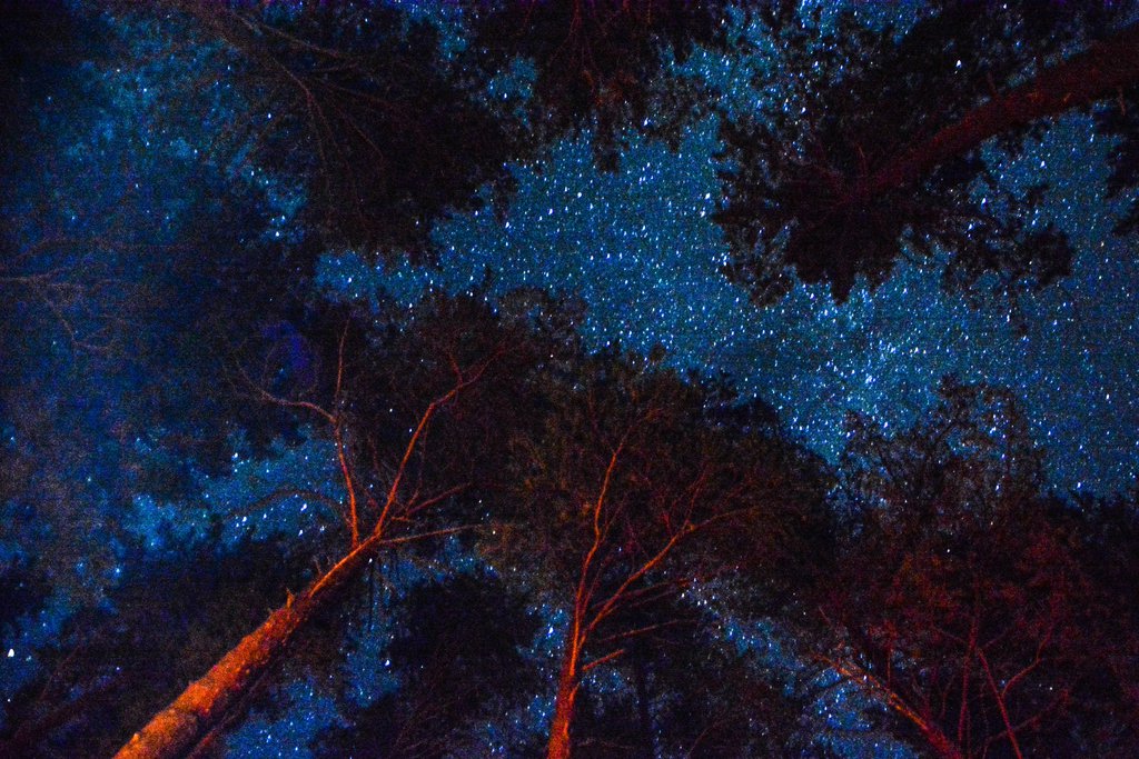 Лес и звёзды