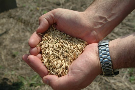 Такой вид господдержки позволит стимулировать рост объёмов производимого зерна. Фото: Алексей Кунилов.