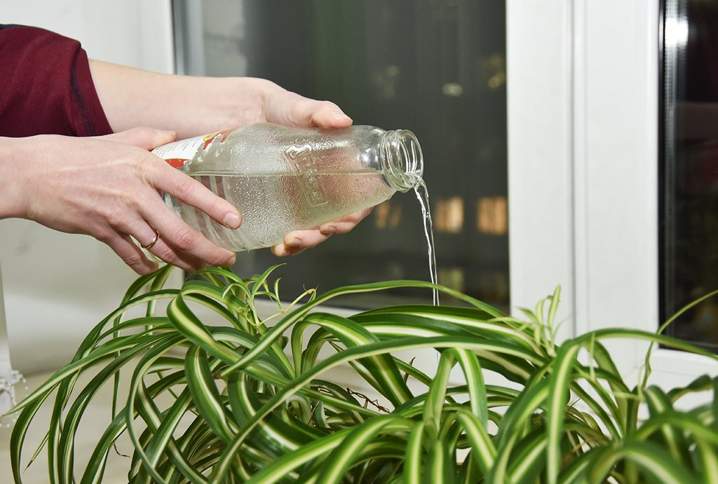 Влияние водопроводной воды на растения: опасна ли она для вашего сада?