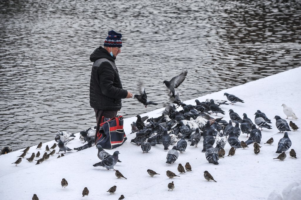 Мужчина в маске кормит голубей зимой
