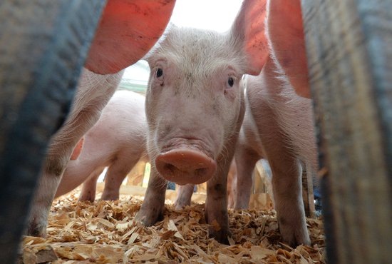 Причиной изъятия животных стала африканская чума свиней. Фото: Павел Ворожцов